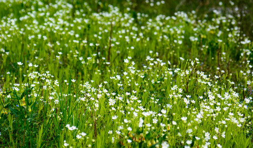 狂野的春天白色的花浅 dof