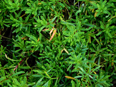 室外植物在花园里