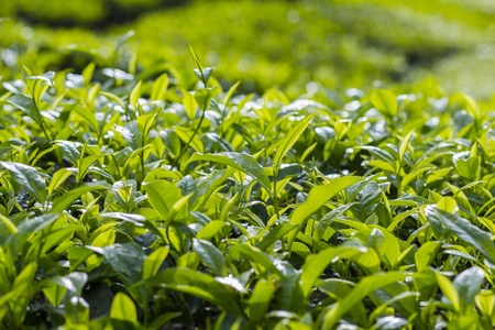 新鲜绿茶