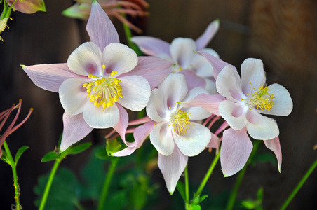 粉色和白色的科伦拜恩的花朵