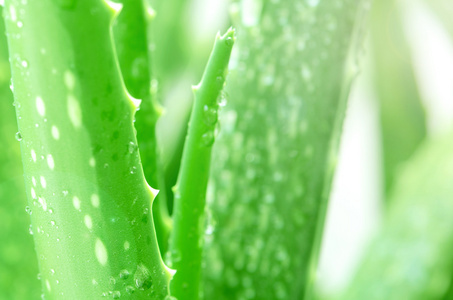 芦荟叶与雨滴背景