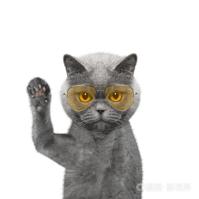 戴眼镜的可爱猫咪问候你