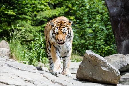 在瑞士动物园里的老虎视图图片