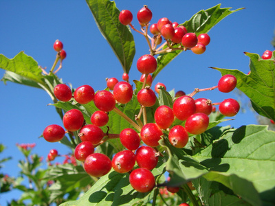 莓果荚蒾，鄂木斯克地区的西伯利亚，俄罗斯