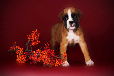 可爱的小狗拳击手站在秋天浆果一枝