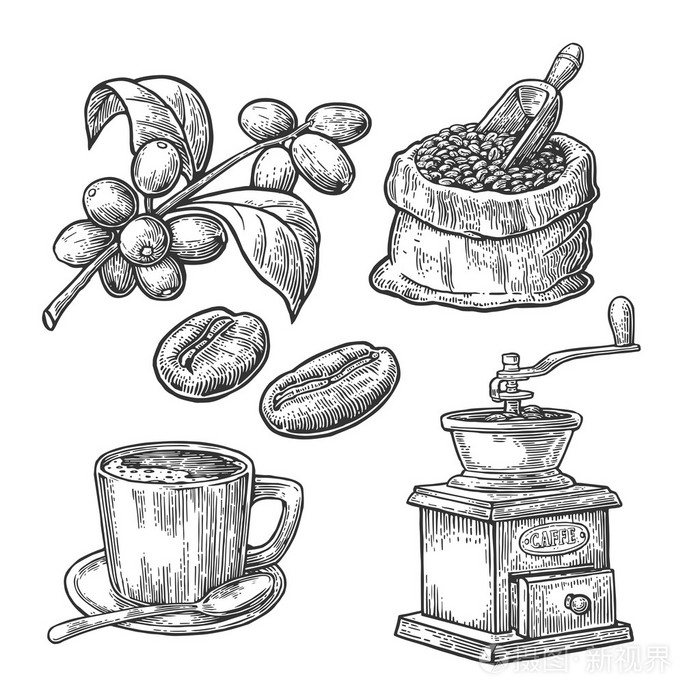 踢毽子的咖啡豆与瓢和豆 杯 分公司与叶和浆果.手绘素描风格.