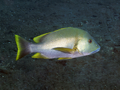 珊瑚鱼 Tripletail 濑