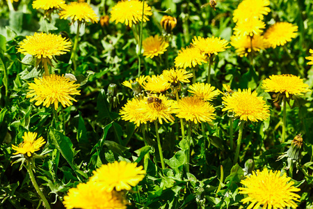 蒲公英上的蜜蜂. 春天的花朵。蜜蜂授粉花