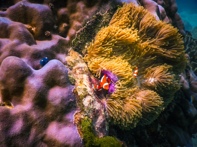 水下珊瑚礁和海洋热带鱼