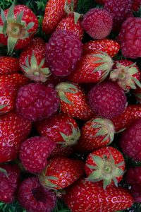 成熟的草莓和覆盆子查出