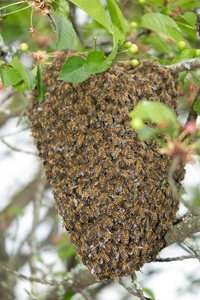挂在树上的蜂蜜蜜蜂蜂巢群图片