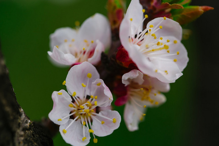 苹果树上的花的特写