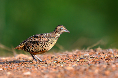 禁止的 Buttonquail 鸟