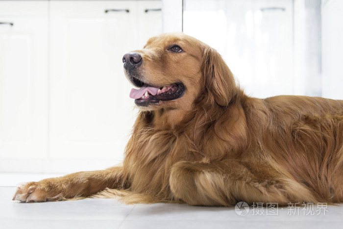 金毛猎犬躺在地板上