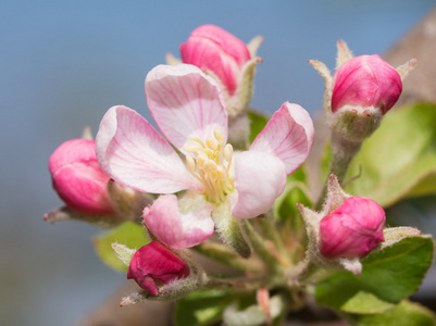 美丽的粉红色和白色苹果花包围芽，反对蓝色春天的天空