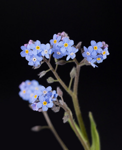 小蓝色勿忘我花深色背景