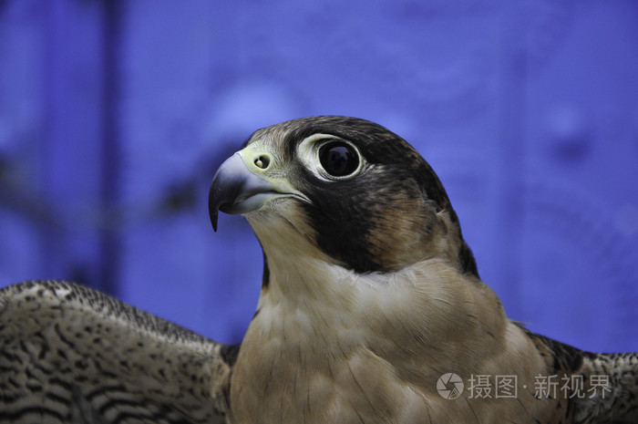 鹰的眼睛