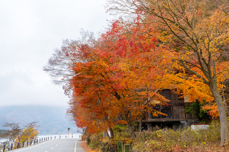 美丽的秋天树木图片