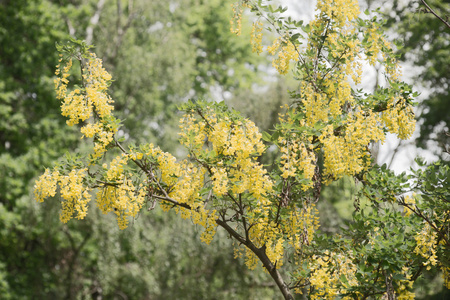 金链花 anagyroides 黄花挂