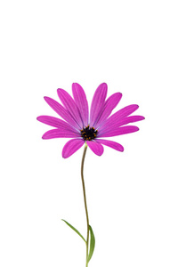 孤立在白色背景上的紫色粉红色的 Osteosperumum 花雏菊