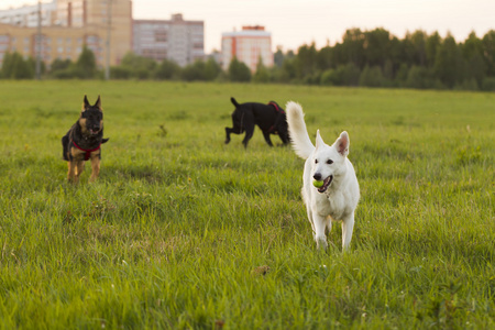 白色瑞士牧羊犬