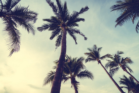 海滩上的椰子棕榈树