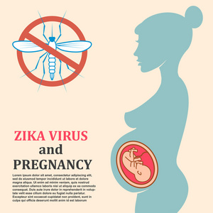 怀孕的危险。 带有齐卡病毒短语的MOSKIT。 Zika viru