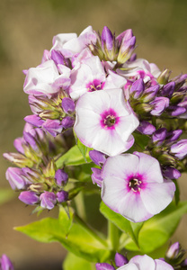 夏天花园紫色的光福禄考花绽放美丽