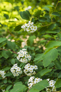 白花绣 vanhoutte