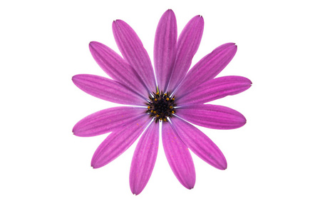 Osteospermum 雏菊或海角朵雏菊花