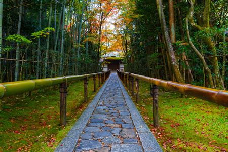 秋天在筝在日本京都大德寺子庙