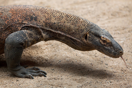 komodo龙varanus komodoensis