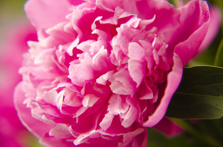 粉红色的牡丹花。宏牡丹