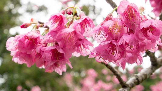 粉红色的樱花花枝樱花。