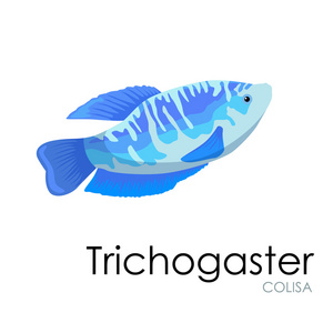 水族馆鱼 Trichogaster，孤立的白色背景上的矢量图