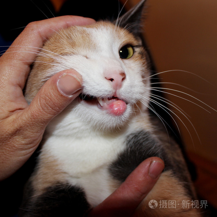 过敏猫嗜酸性肉芽肿