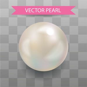 矢量珍珠。 现实的珍珠。 透明的背景。