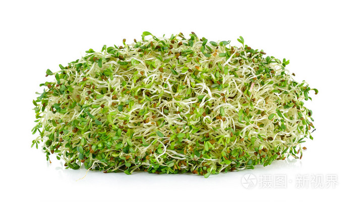 苜蓿芽上孤立的白色背景