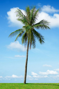 椰子棕榈树和多云蓝天在泰国