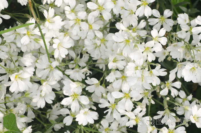 鼠耳鹰嘴菜白色花