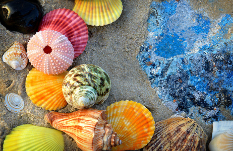 混合五颜六色的贝壳在海滩上图片
