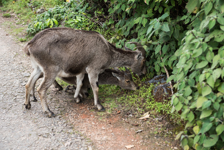 nilgiri ibex 吃叶