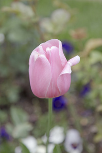 粉红郁金香。花