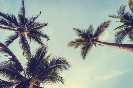 上海滩和海椰子棕榈树