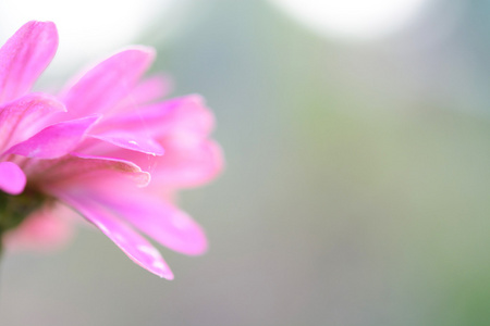 特写美女格贝拉花