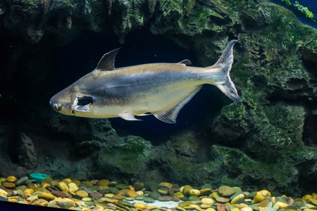 热带鱼黑耳鲶生活在东南亚的河流中