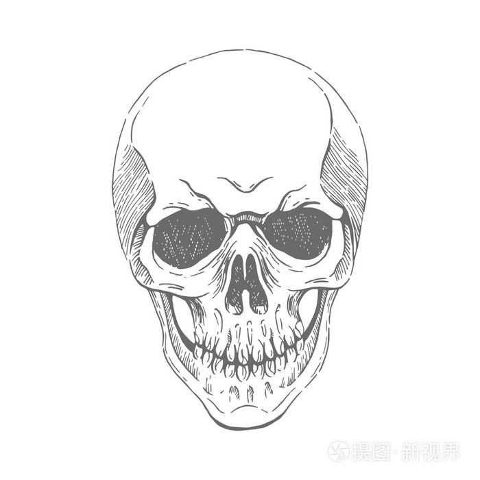手绘头骨单色在白色背景上头骨