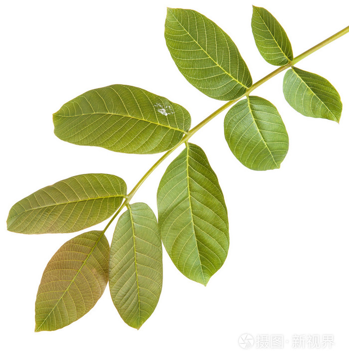 核桃叶在树枝上白色背景上孤立