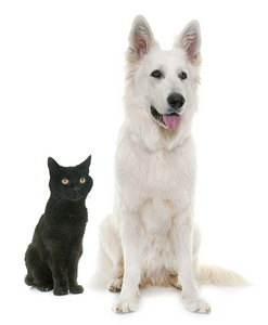 白色瑞士牧羊犬和黑猫