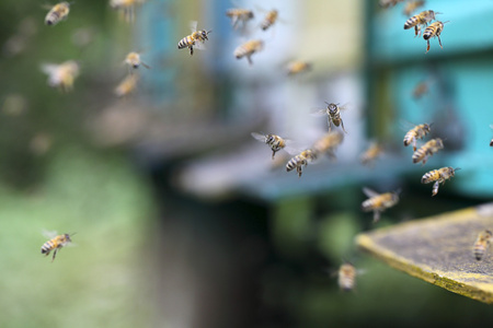 蜜蜂在蜂巢图片